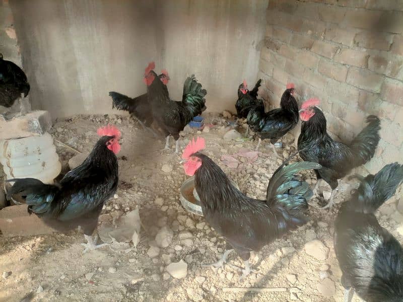 Australorp healthy male for sale 3