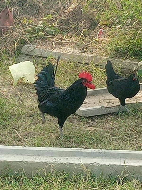 Australorp healthy male for sale 4