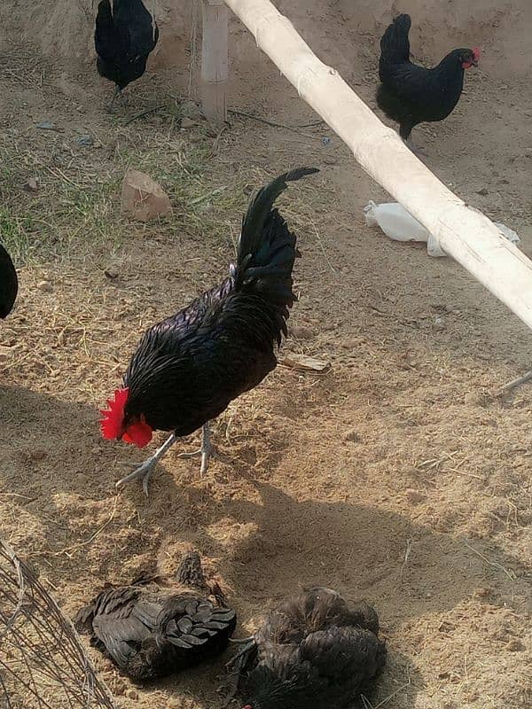 Australorp healthy male for sale 5