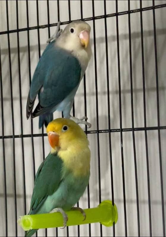 Lovebirds pair for sale 3