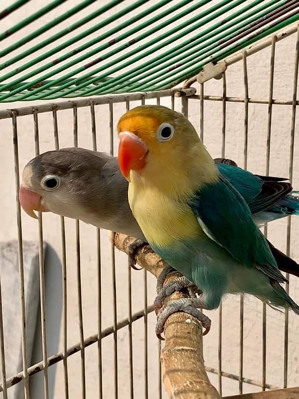 Lovebirds pair for sale 4