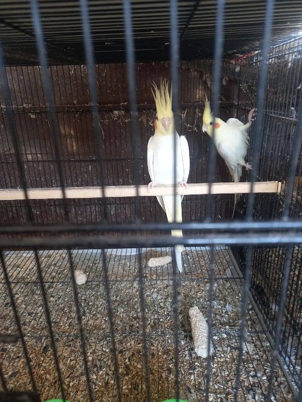 cream cockatiel pair with chicks 0