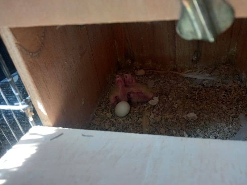 cream cockatiel pair with chicks 1