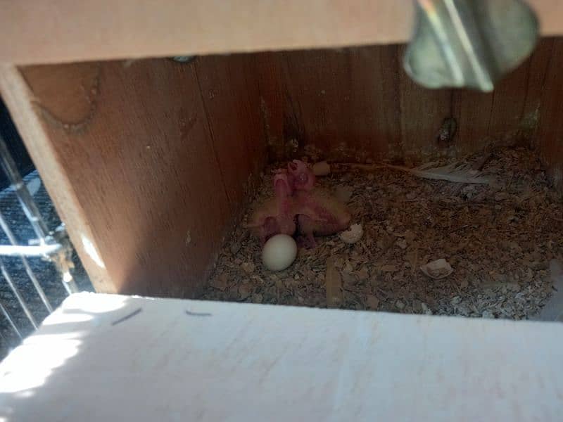 cream cockatiel pair with chicks 2