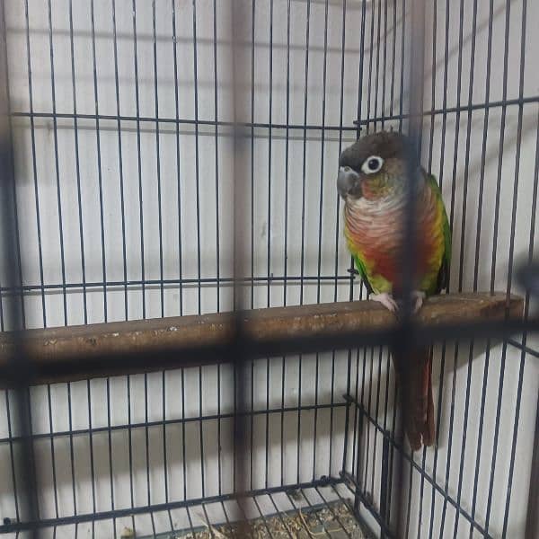 green conure yellow shoulder breeder pair aur ek gray cocktail pair 1