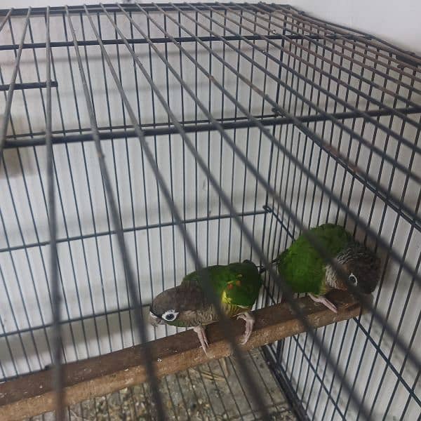 green conure yellow shoulder breeder pair aur ek gray cocktail pair 2