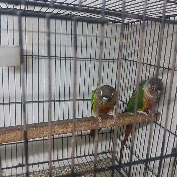 green conure yellow shoulder breeder pair aur ek gray cocktail pair 3