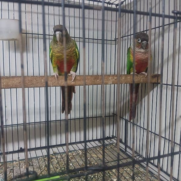 green conure yellow shoulder breeder pair aur ek gray cocktail pair 4