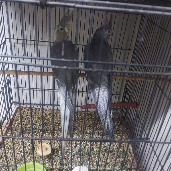 green conure yellow shoulder breeder pair aur ek gray cocktail pair 5