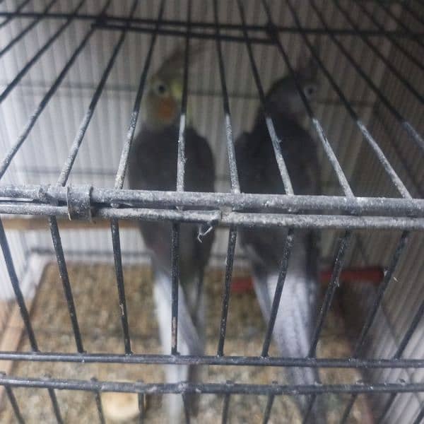 green conure yellow shoulder breeder pair aur ek gray cocktail pair 7