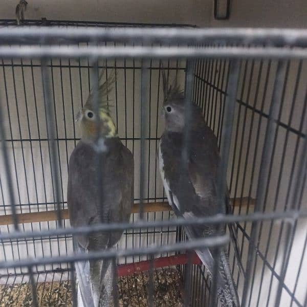 green conure yellow shoulder breeder pair aur ek gray cocktail pair 9