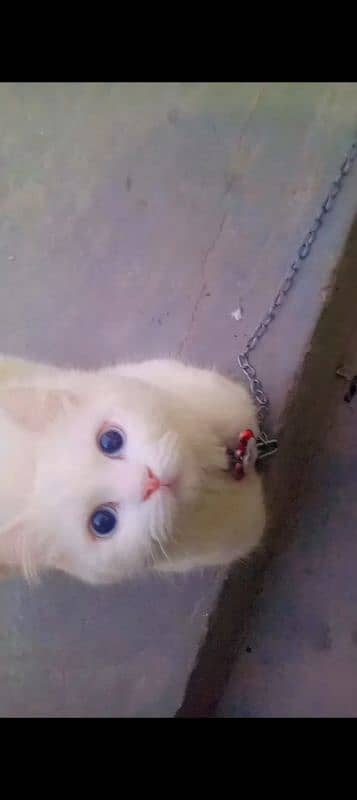 cat 3 colour eyes 2