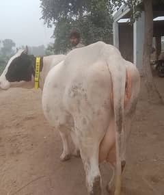 Cross breed Cows and pure Cows  03457901580