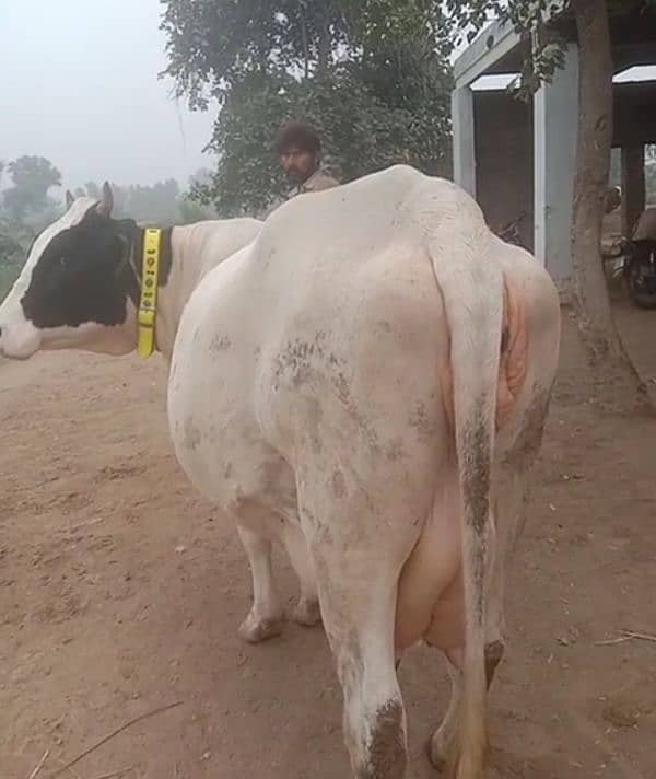 Cross breed Cows and pure Cows  03457901580 0