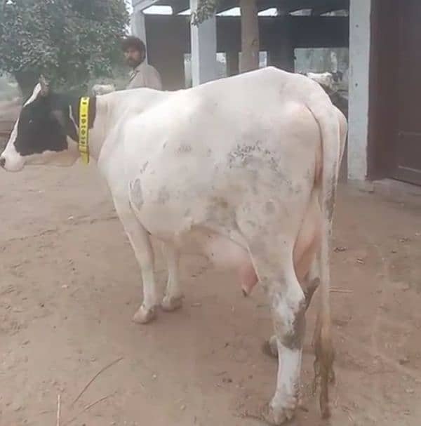 Cross breed Cows and pure Cows  03457901580 2