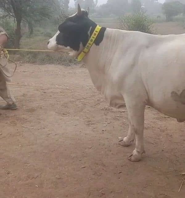 Cross breed Cows and pure Cows  03457901580 3