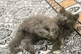 Persian Kittens Grey Color | Male & Female | Playfull and active