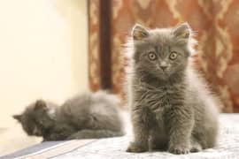 Persian Kittens Grey Color | Male & Female | Playfull and active