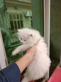 Punch face persian kitten