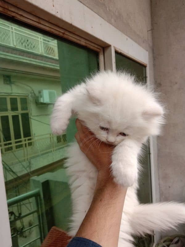 Punch face persian kitten 5