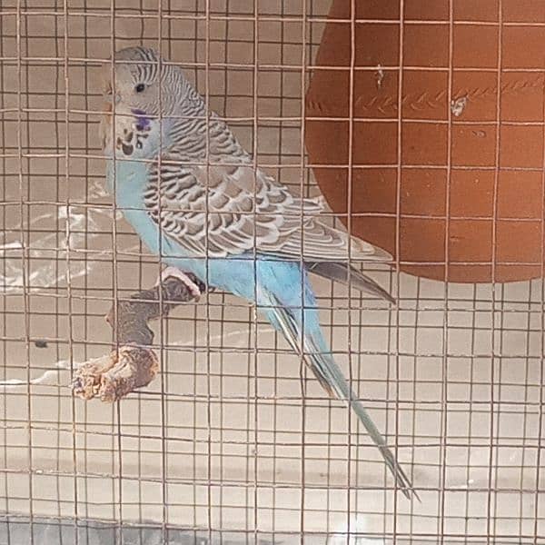 budgies(king size ) female 0