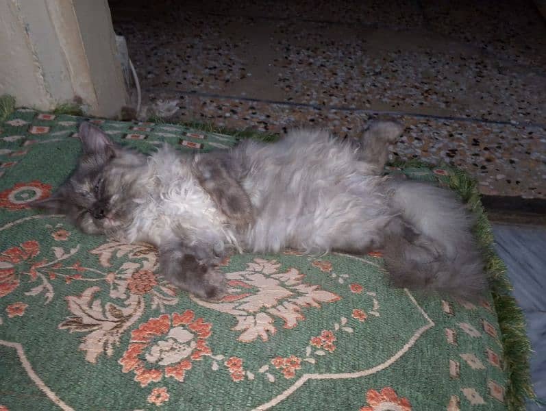 persian cats 0