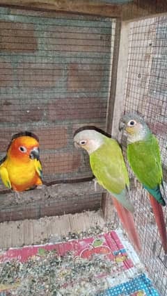 sunconure 1 pic  pineapple conure 2 pic