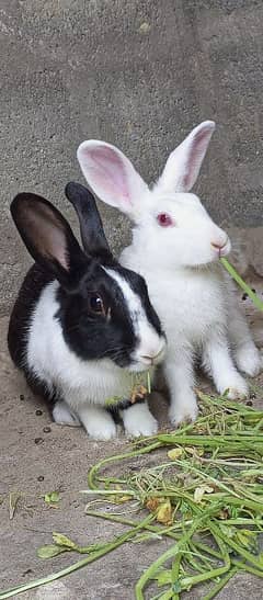 Rabbits pair