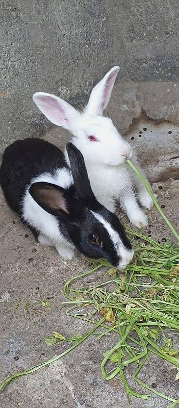 Rabbits pair 1