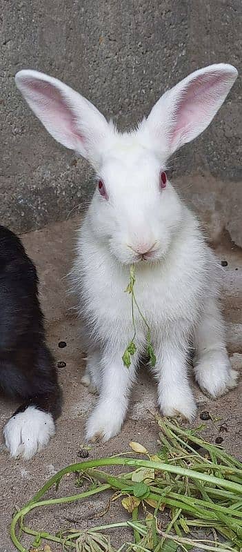 Rabbits pair 3