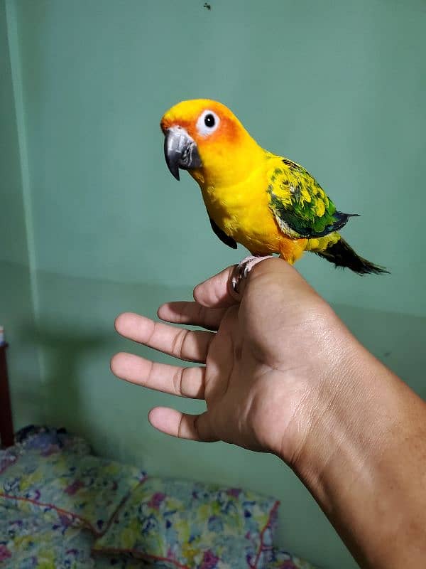 sun conure 1