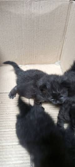 4 Beautiful kittens of 1 month age