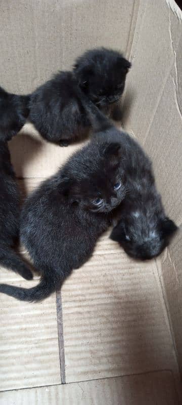 4 Beautiful kittens of 1 month age 2