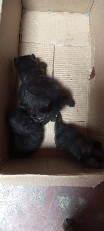 4 Beautiful kittens of 1 month age 4