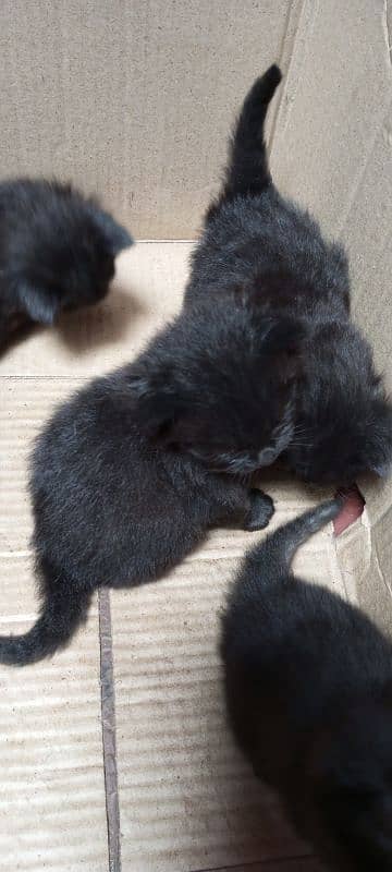 4 Beautiful kittens of 1 month age 5