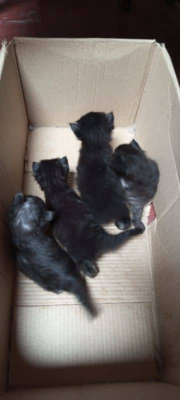 4 Beautiful kittens of 1 month age 6