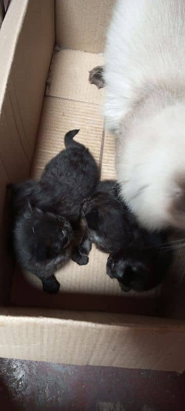 4 Beautiful kittens of 1 month age 8