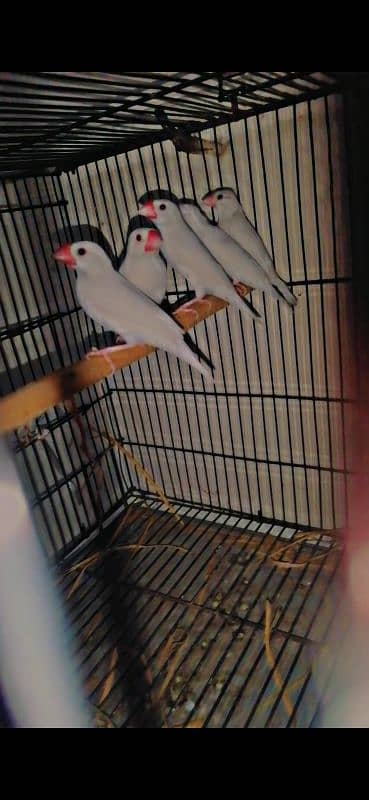 White jawa breeder pairs & pathy for sale 1