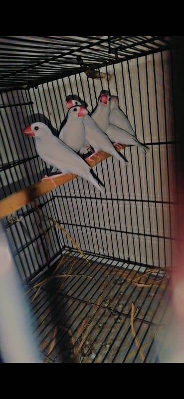 White jawa breeder pairs & pathy for sale 2