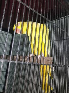 yellow bird