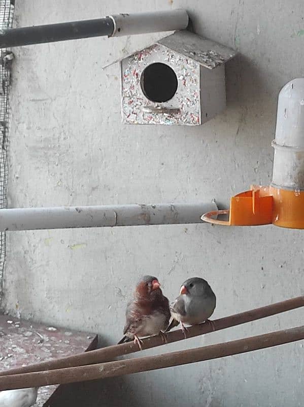 1 GOOD SIZE FINCH BREEDER PAIR, ORANGE MALE ZEBRA FEMALE. . 0