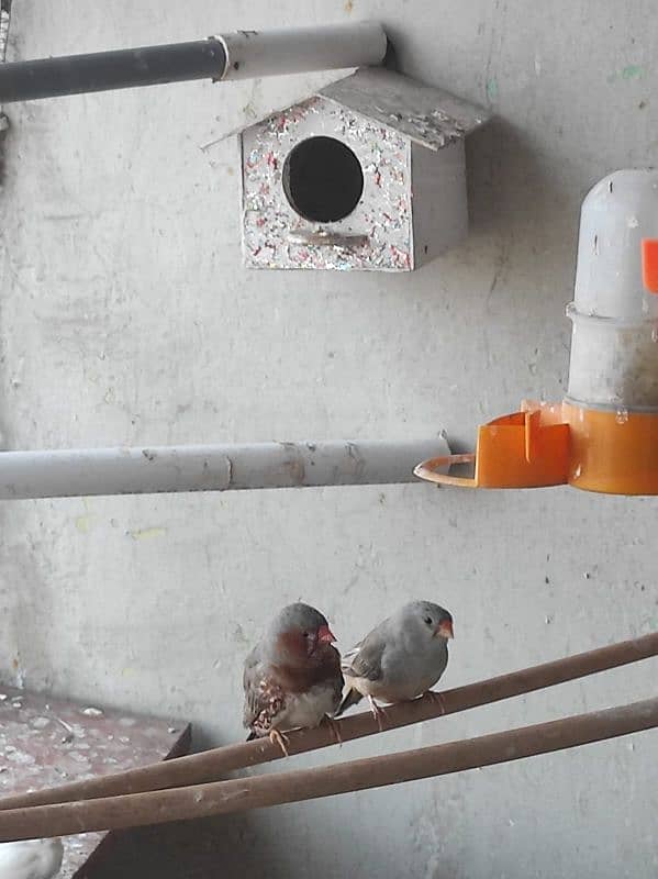 1 GOOD SIZE FINCH BREEDER PAIR, ORANGE MALE ZEBRA FEMALE. . 1