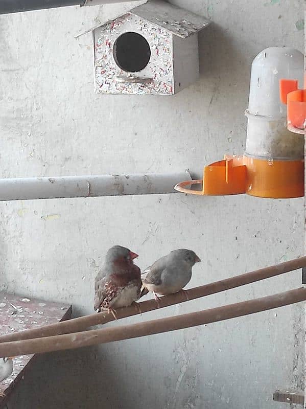 1 GOOD SIZE FINCH BREEDER PAIR, ORANGE MALE ZEBRA FEMALE. . 2