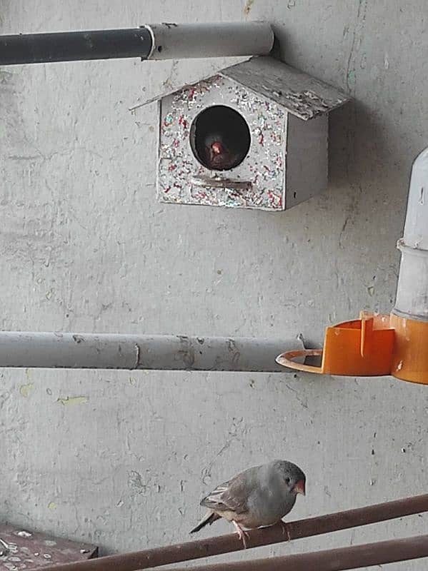 1 GOOD SIZE FINCH BREEDER PAIR, ORANGE MALE ZEBRA FEMALE. . 3