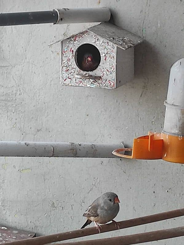 1 GOOD SIZE FINCH BREEDER PAIR, ORANGE MALE ZEBRA FEMALE. . 4