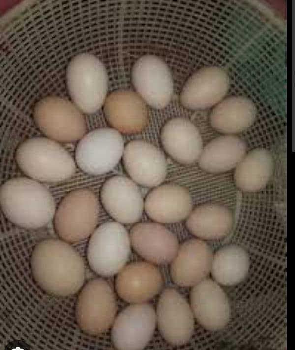 Desi Eggs 0