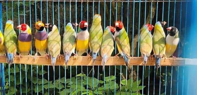 Lady Gouldian Breeding Pair 0