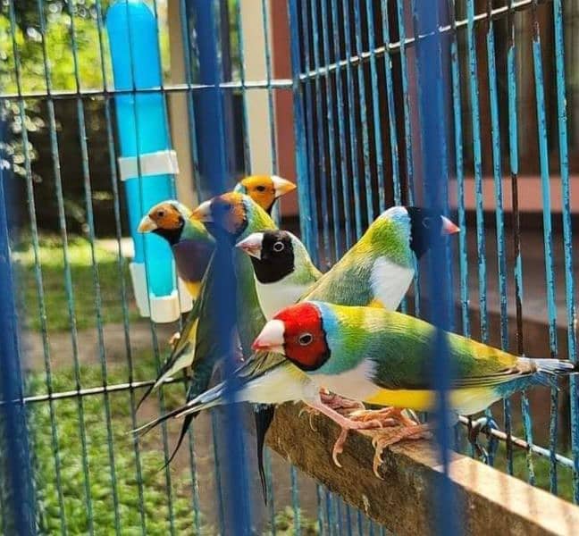 Lady Gouldian Breeding Pair 1