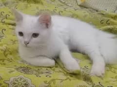 persian cat