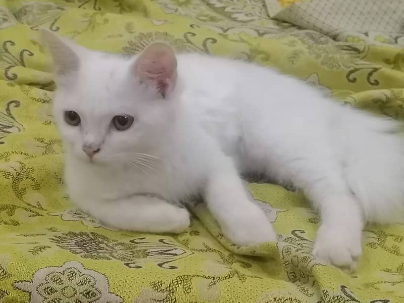 persian cat 0